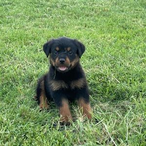 Meet your Posher, Lashay